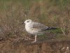 Yellow-legged Gull at Paglesham Lagoon (Steve Arlow) (121462 bytes)